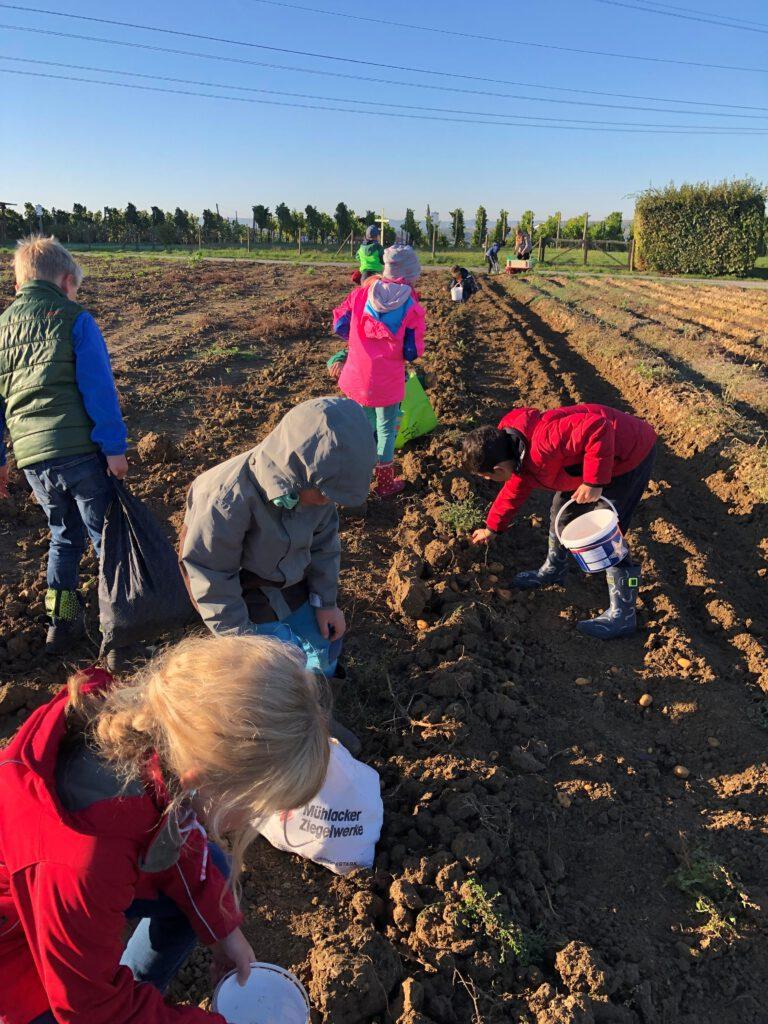 Kinder ernten Kartoffeln auf dem Feld