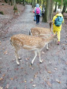 Rehe im Wald