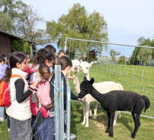 Kinder bei den Alpakas